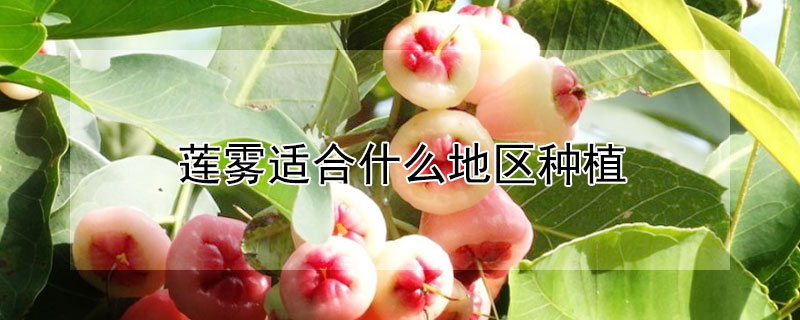 莲雾适合什么地区种植 莲雾适合什么地区种植呢