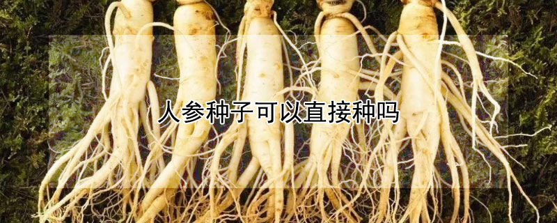 人参种子可以直接种吗（人参种子可以直接种吗图片）