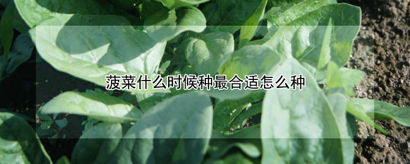 菠菜什么时候种最合适怎么种（菠菜什么时候种最好?）