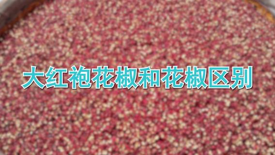 大红袍花椒和花椒区别（大红袍花椒和花椒区别图片）