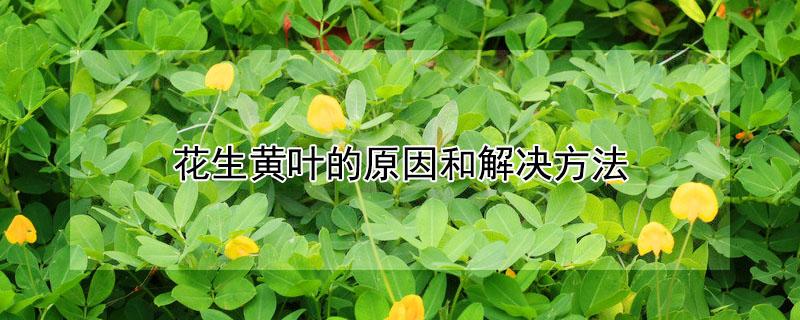 花生黄叶的原因和解决方法 花生黄叶的原因和解决方法视频