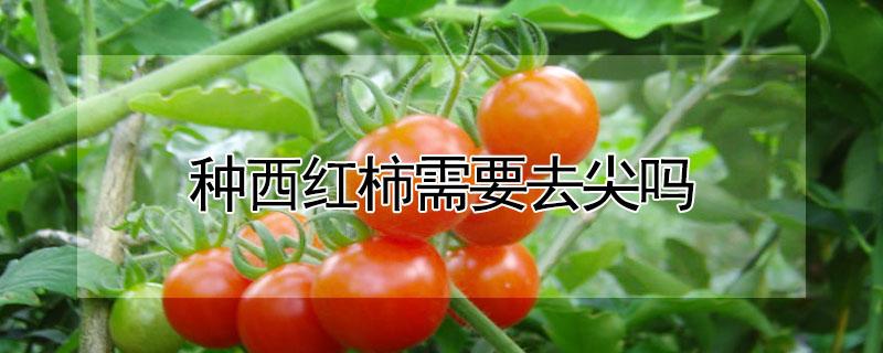 种西红柿需要去尖吗 盆栽西红柿需要打尖吗?