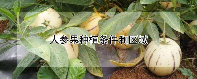 人参果种植条件和区域（人参果种植条件及地区）