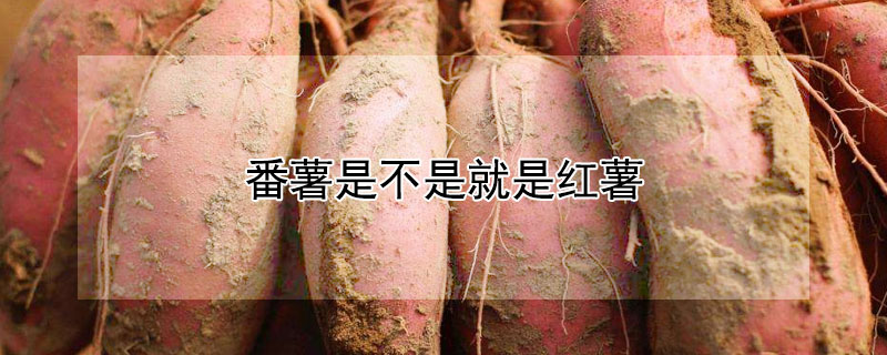 番薯是不是就是红薯 红薯是不是就是地瓜