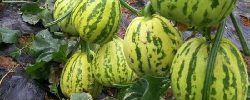 冰糖子甜瓜种植方法 冰糖子甜瓜种植方法图片