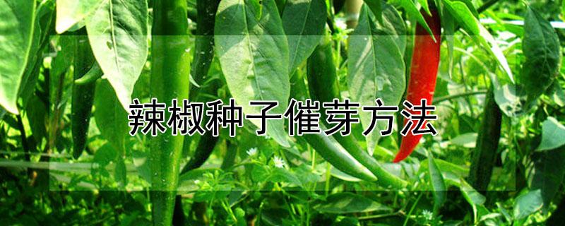 辣椒种子催芽方法（辣椒种子催芽方法种植方法）