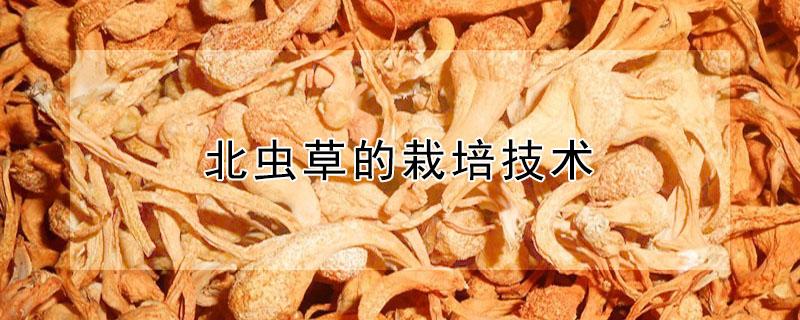 北虫草的栽培技术（北虫草栽培技术独创性）
