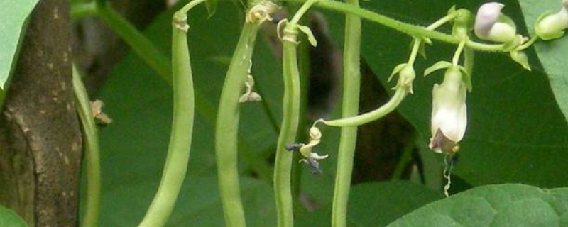 四季豆苗长虫了怎么办（四季豆苗长虫了怎么办视频）
