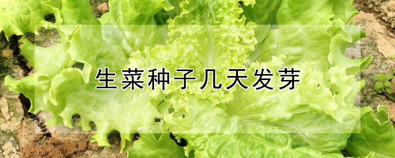 生菜种子几天发芽（生菜种子几天发芽图片）