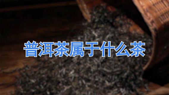普洱茶属于什么茶 普洱茶属于什么茶红茶还是黑茶