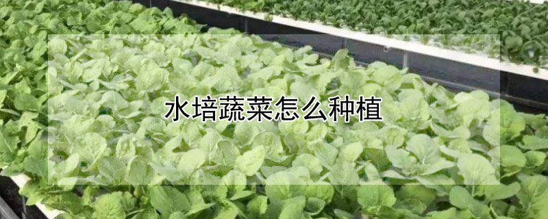 水培蔬菜怎么种植（水培蔬菜怎么种植视频）
