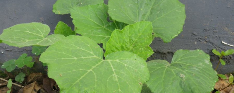 南瓜什么时候播种育苗 南瓜什么时候播种育苗最好