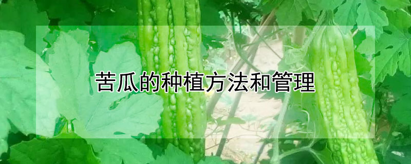 苦瓜的种植方法和管理（苦瓜的种植方法和管理技术视频）