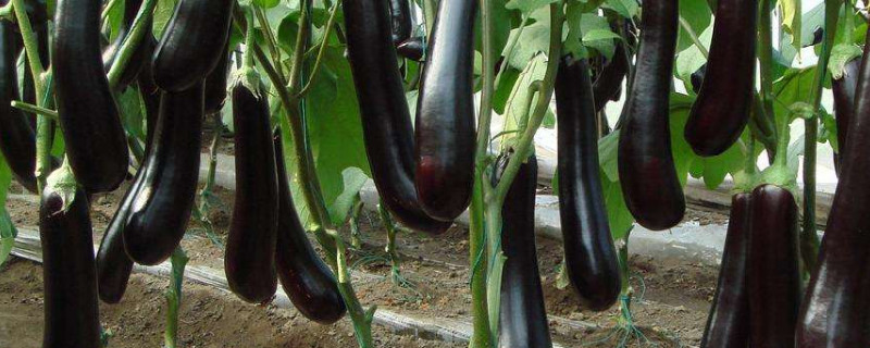 茄子怎么种植和管理 茄子怎么种植和管理方法