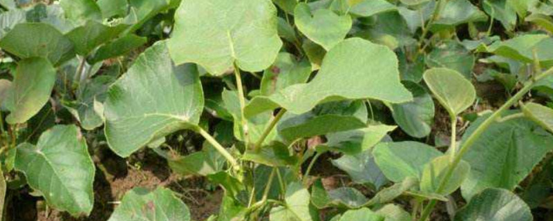 猕猴桃苗怎么栽种 猕猴桃苗怎么栽种视频