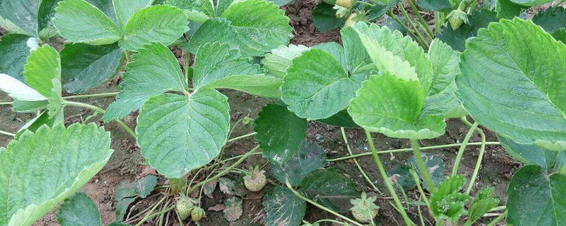 刚移栽的草莓苗都蔫了怎么办 刚移栽的草莓苗都蔫了怎么办呢