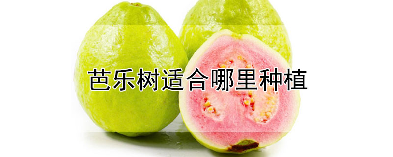 芭乐树适合哪里种植（芭乐树适合哪里种植呢）