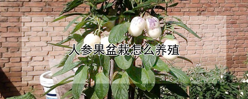 人参果盆栽怎么养殖 人参果盆栽怎么养殖视频