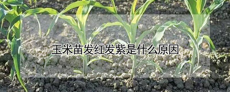 玉米苗发红发紫是什么原因 玉米苗发红发紫是什么原因 影响产量吗