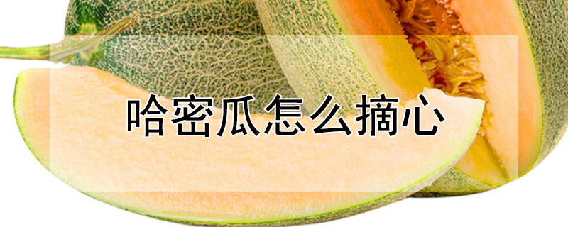 哈密瓜怎么摘心 哈密瓜怎么摘心好吃
