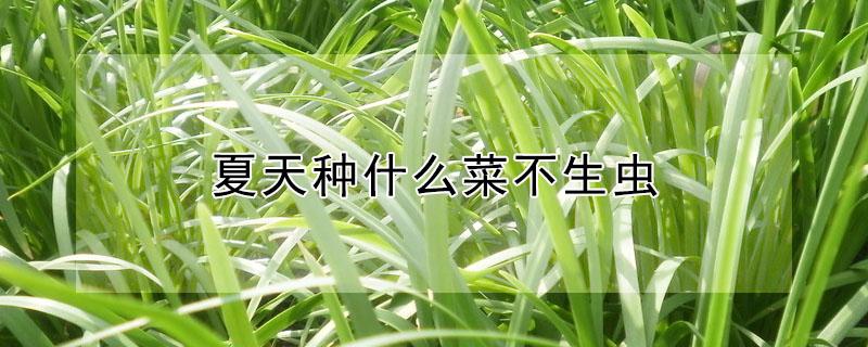 夏天种什么菜不生虫 夏季种什么菜不生虫