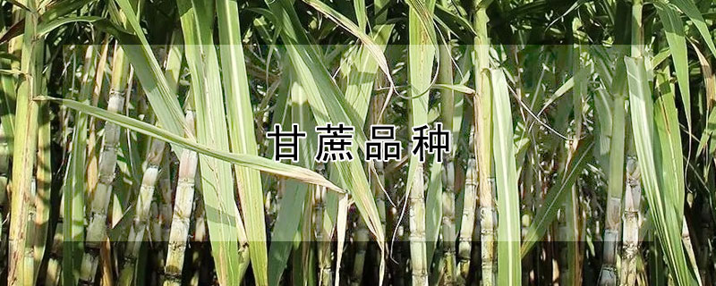 甘蔗品种（甘蔗品种大全图片）