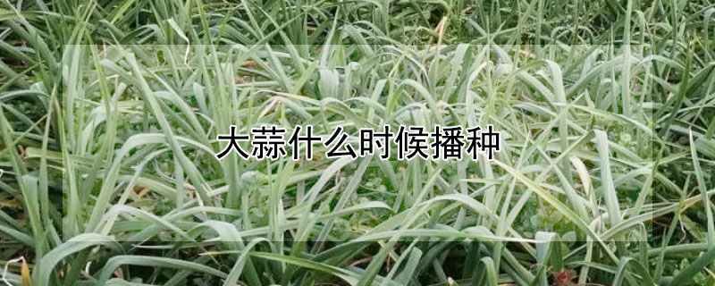 大蒜什么时候播种 大蒜什么时候播种最好