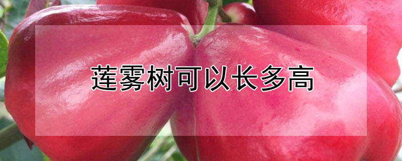 莲雾树可以长多高（莲雾树可以长多高图片）
