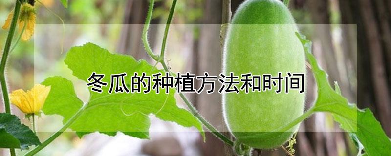 冬瓜的种植方法和时间（冬瓜的种植方法和时间种植）