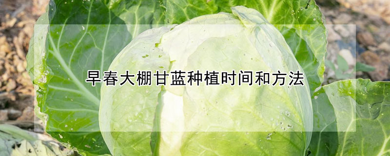 早春大棚甘蓝种植时间和方法 早春大棚甘蓝的种植方法
