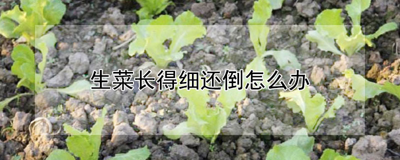 生菜长得细还倒怎么办（花盆种生菜特别细怎么回事）