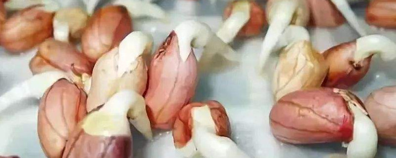 花生发芽怎么种（花生发芽怎么种土里）