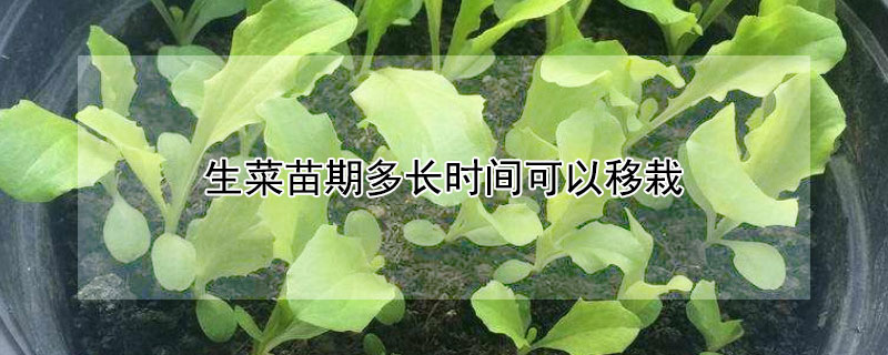 生菜苗期多长时间可以移栽 生菜苗期多久