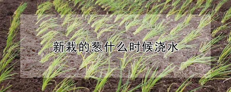 新栽的葱什么时候浇水 新栽的葱什么时候浇水最好