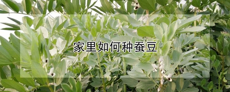 家里如何种蚕豆（如何在家里种蚕豆）