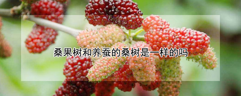 桑果树和养蚕的桑树是一样的吗（桑果树和养蚕的桑树是一样的吗图片）