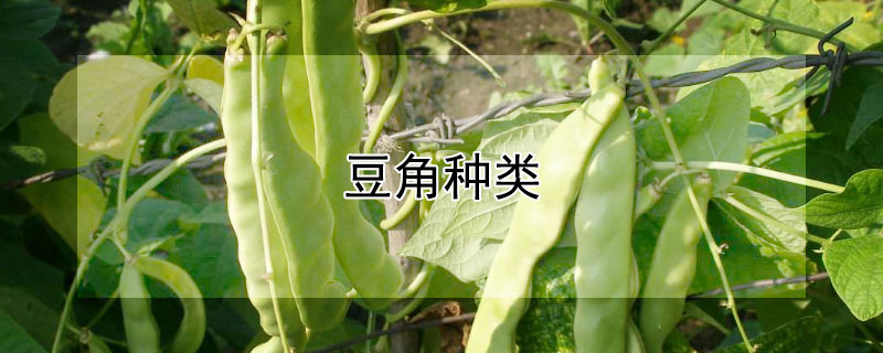 豆角种类（豆角种类大全及图片）