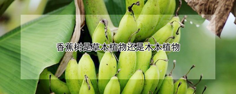 香蕉树是草本植物还是木本植物 香蕉树草本植物还是木本植物?为什么?