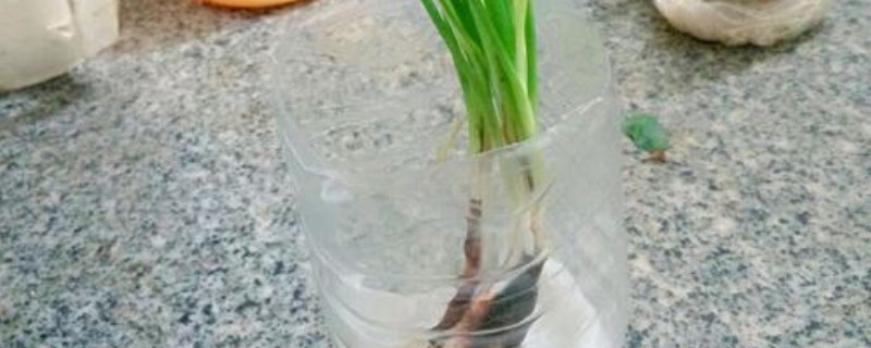 饮料瓶水培大葱的方法 饮料瓶水培大葱的方法,买回来的葱花虫怎么培养