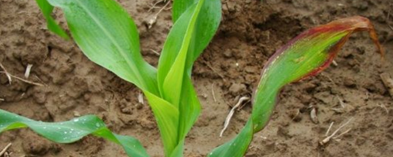 玉米苗叶子黄是什么原因 玉米苗叶子黄是什么原因引起的