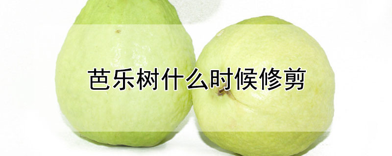 芭乐树什么时候修剪 芭乐树什么时候修剪枝条