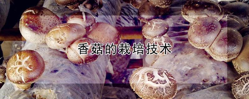 香菇的栽培技术（香菇的栽培技术论文）