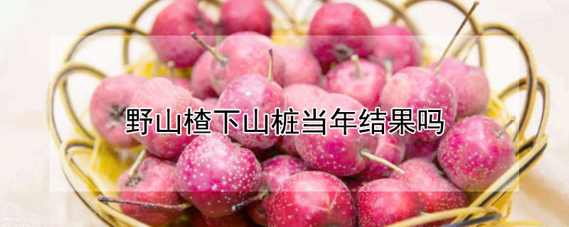 野山楂下山桩当年结果吗（野山楂下山桩几年开花结果）