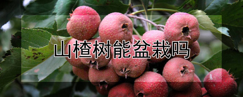 山楂树能盆栽吗 山楂树好栽吗