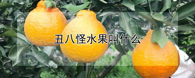 丑八怪水果叫什么 和丑八怪长得差不多的水果叫什么