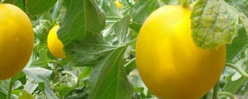 黄金瓜的种植方法和时间（黄金瓜的种植方法和时间图片）