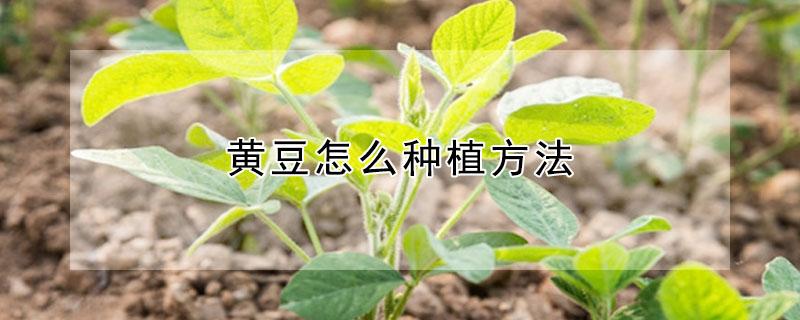 黄豆怎么种植方法 黄豆怎么种植方法小学生成长日记