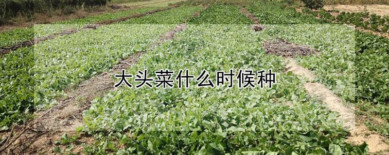 大头菜什么时候种 大头菜什么时候种植