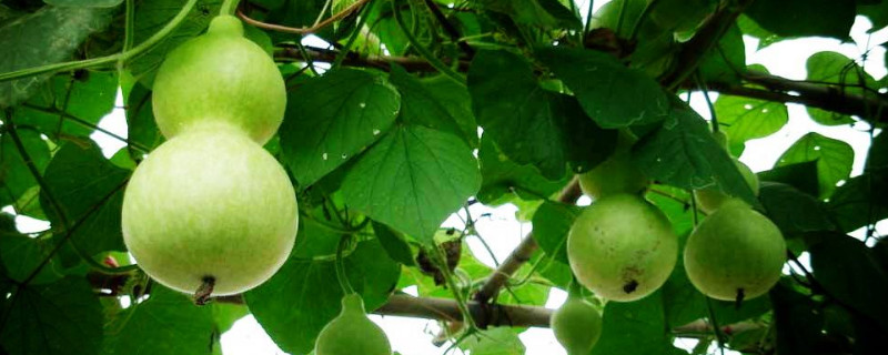 种植葫芦的方法（葫芦如何种植方法）
