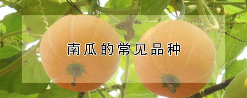 南瓜的常见品种 南瓜的常见品种及图片